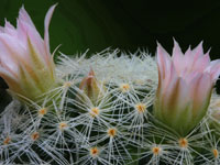 Mammillaria schiedeana subsp. giselae